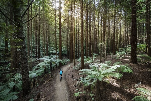 Whakarewarewa Forest Loop_Nov2021_credit Graeme Murray (4).jpg